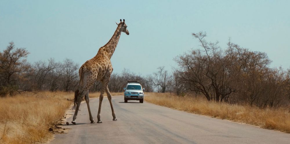 giraffe-kruger-national-park-2