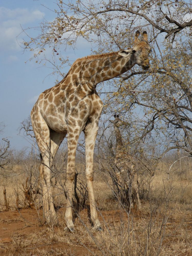 giraffe-kruger-national-park