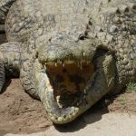 krokodil-cangoo-wildlife-ranch