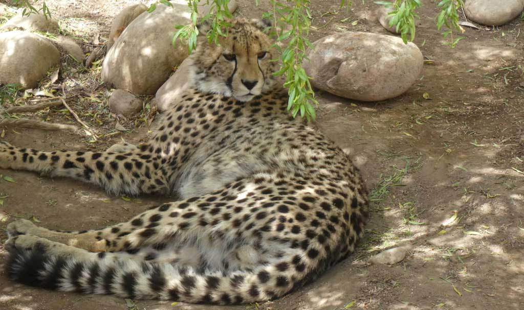 leopard-cangoo-wildlife-ranch